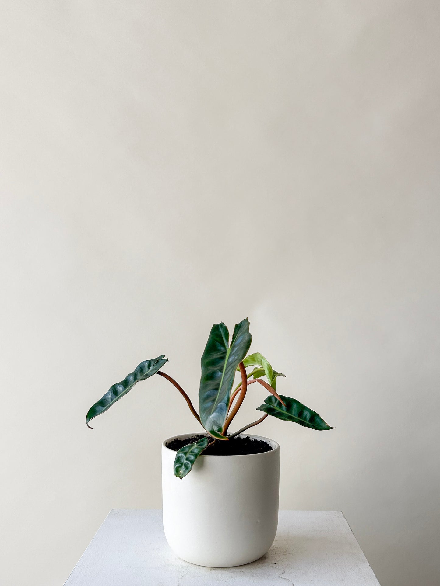Philodendron Billietiae
