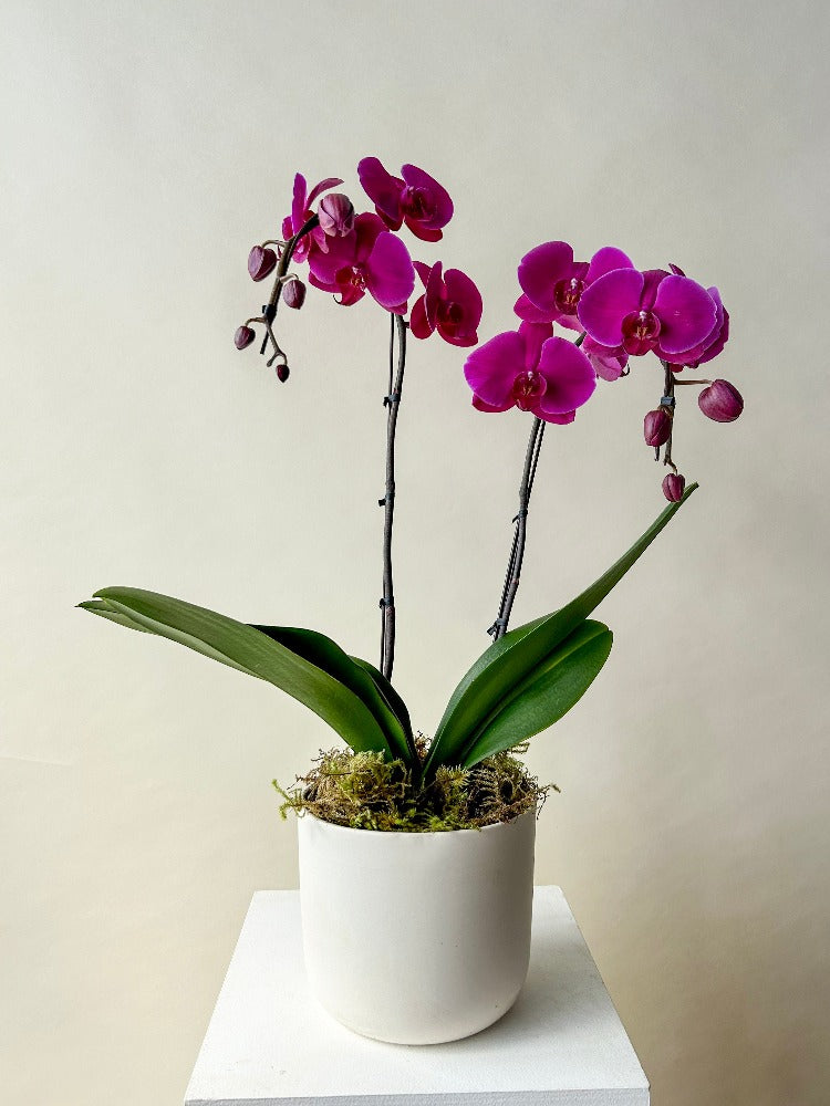 Orchid Planter Vancouver - Vancouver Flower Delivery