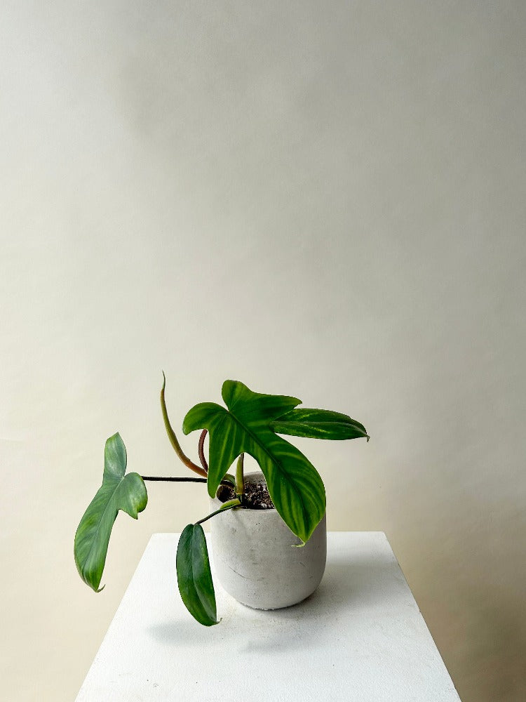 Vancouver Plants - Vancouver Plant Delivery 