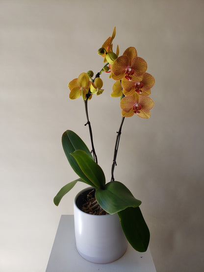 Orchids