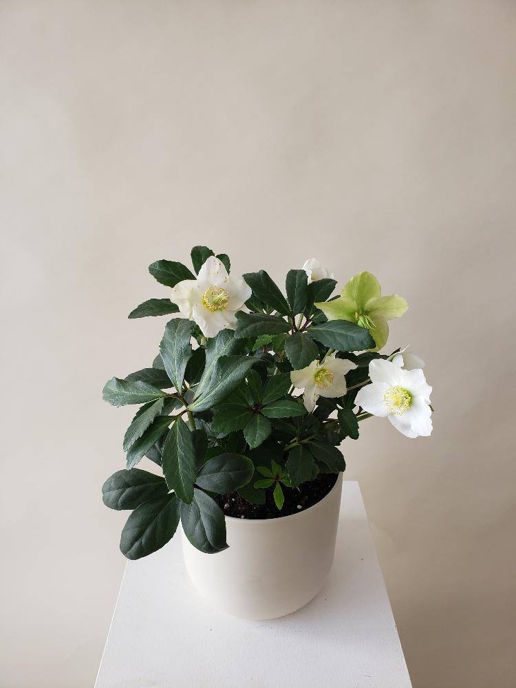 Vancouver Plant Delivery - Vancouver Helleborus Plant