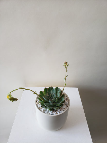 Succulent Plant