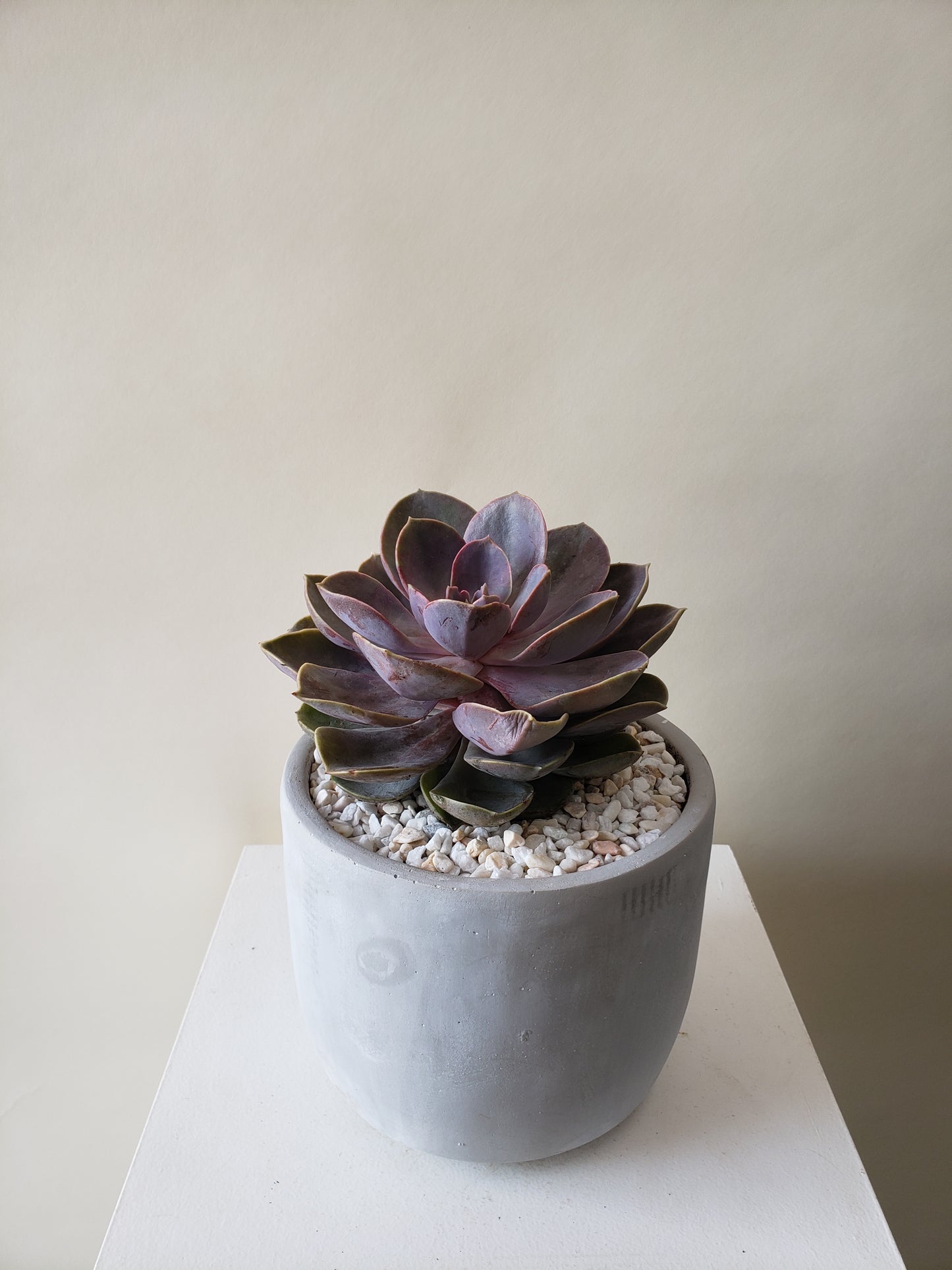 Succulent Plant
