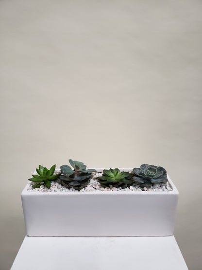 Succulent Rectangular Planter - 4