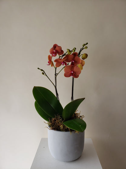 Orchids
