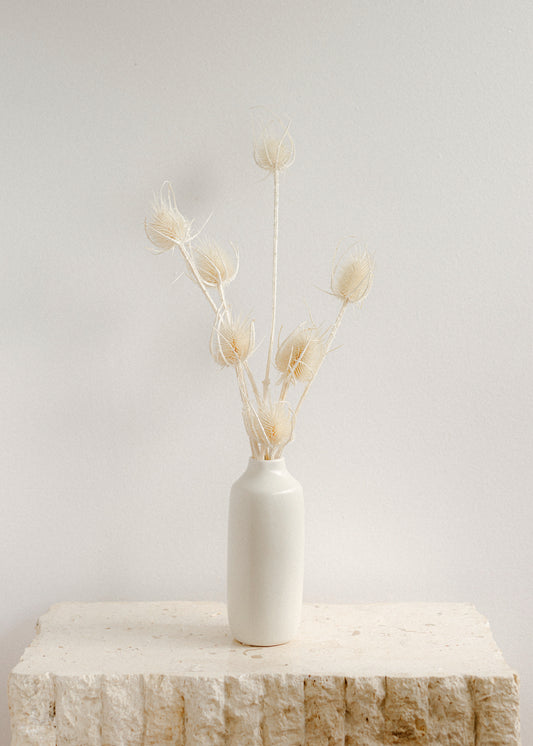 White Cardus