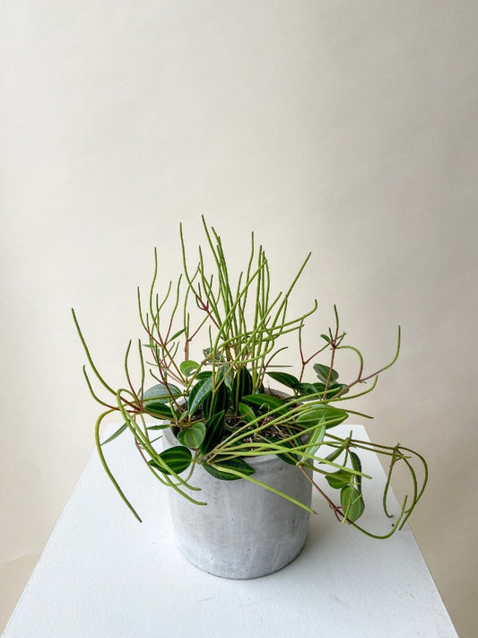 Peperomia Angulata