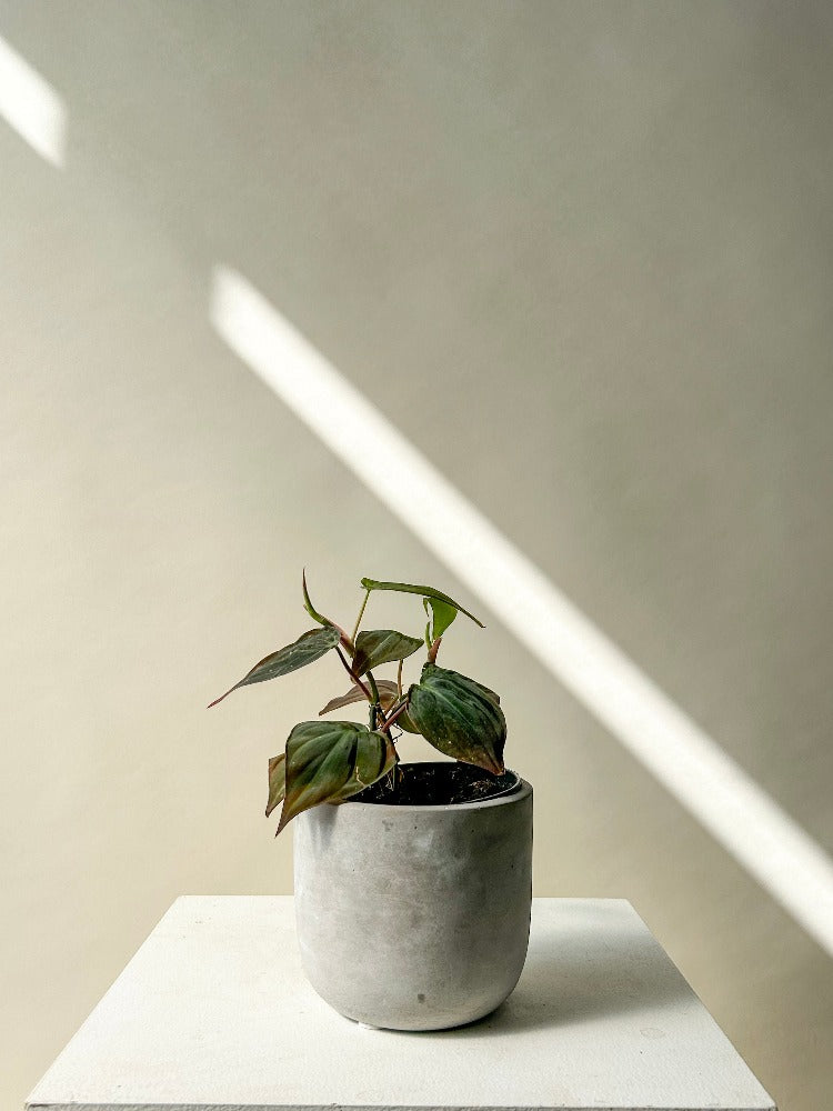 Philodendron Mican Plant Vancouver - Vancouver Plant Delivery