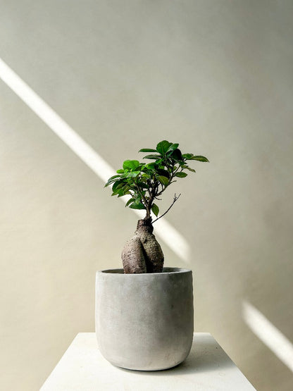 Bonsai Plant Vancouver - Vancouver Plant Delivery