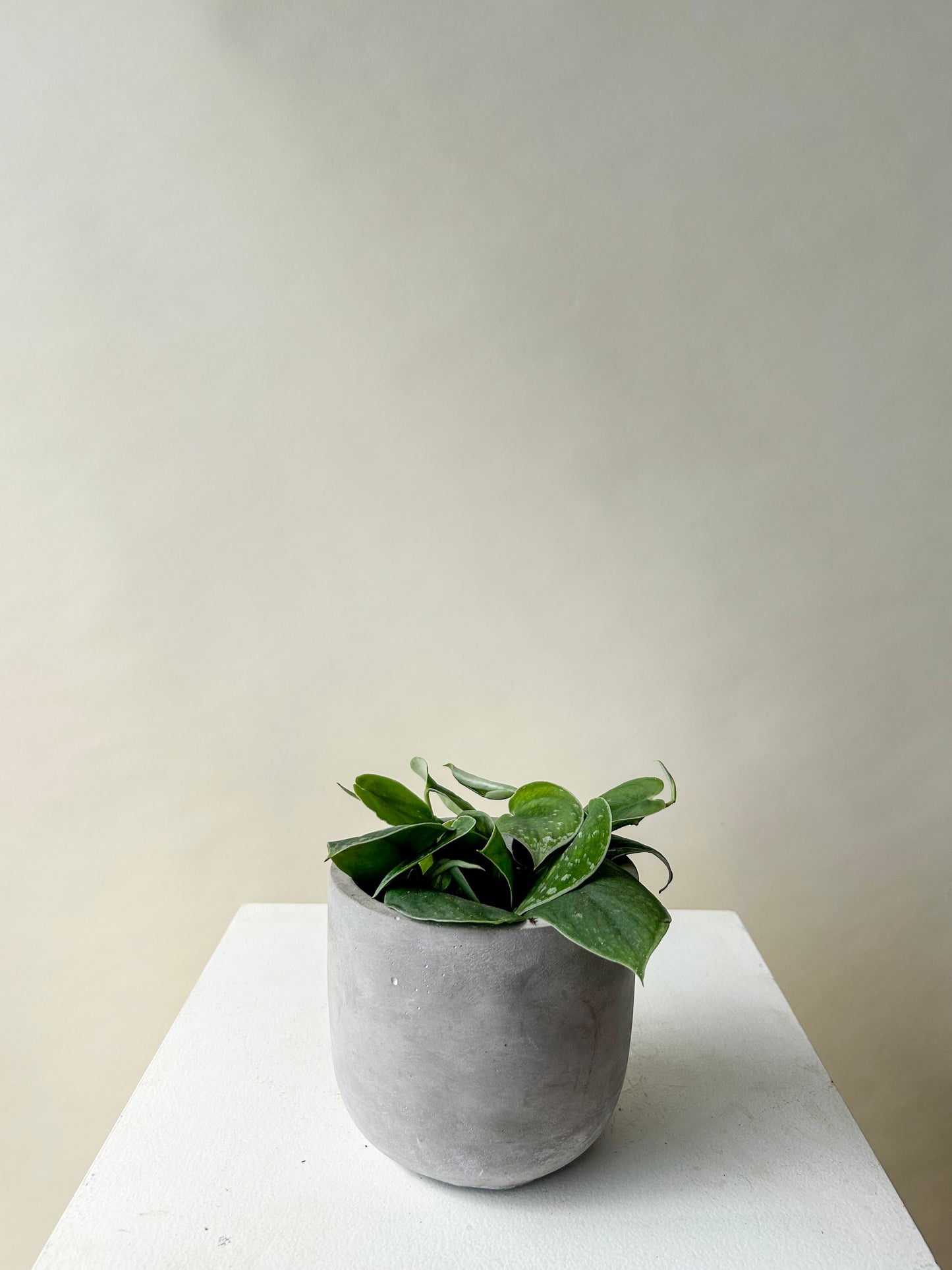 Satin Pothos Plant