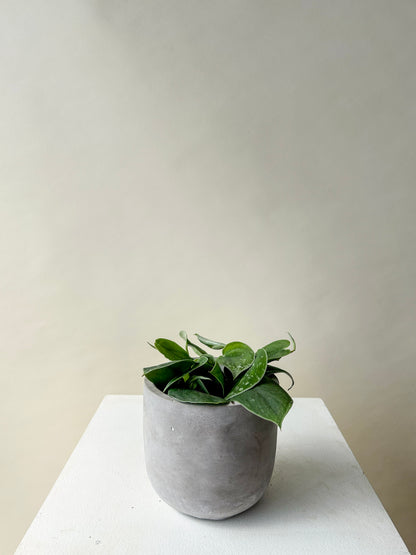 Satin Pothos Plant