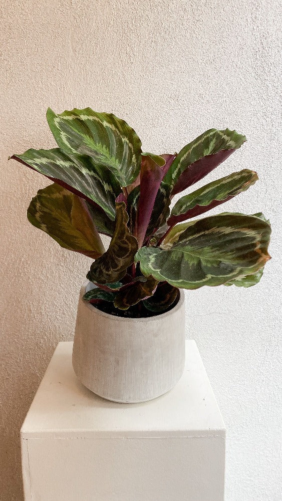 Calathea Plant - Vancouver Plant Delivery