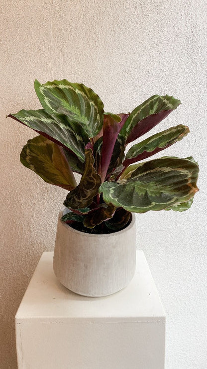 Calathea Plant - Vancouver Plant Delivery